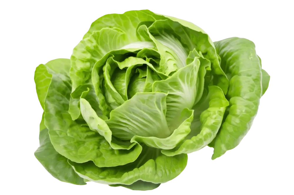 salade-min salade-min